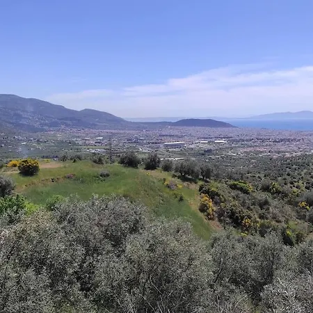 Admonis - In The Olive Grove Daire