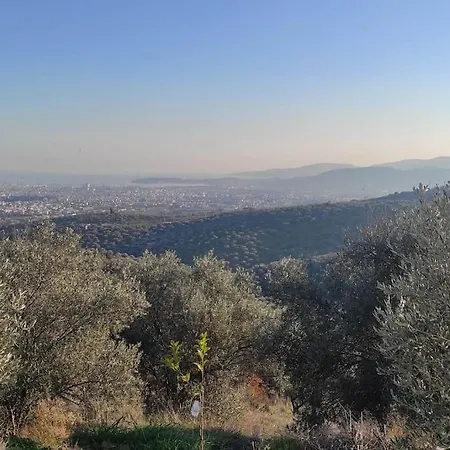 Daire Admonis - In The Olive Grove