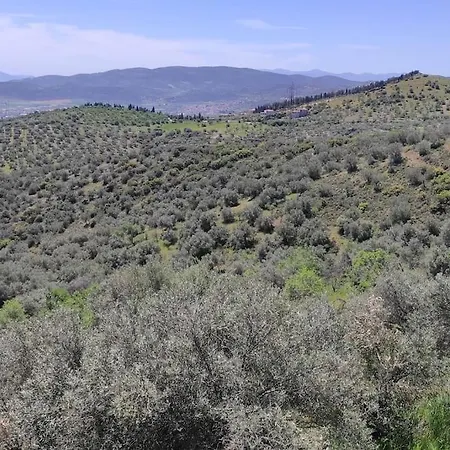 Admonis - In The Olive Grove Daire