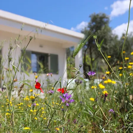 Admonis - In The Olive Grove Apartment