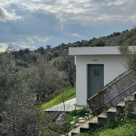 Admonis - In The Olive Grove
