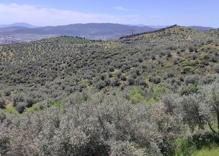 Admonis - In The Olive Grove Appartement